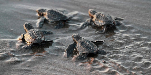 A Cause Du Rechauffement Climatique Ces Bebes Tortues Australiennes Sont A 99 Des Femelles Le Huffpost