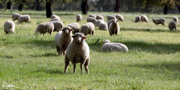 En Nouvelle-Zélande, on élève des moutons qui pètent et rotent moins (pour sauver la