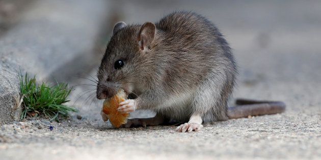 Un rat à Paris, photographié à proximité du Pont-Neuf en août