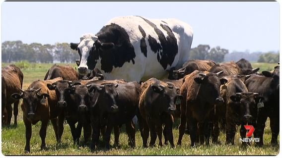 knickers vache géante