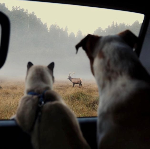 Un Chat Et Un Chien De Sauvetage Forment Un Adorable Duo D