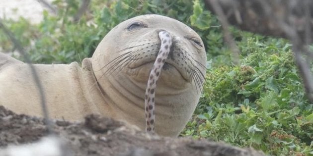 Pourquoi Ce Phoque S Est Retrouve Avec Une Anguille Dans Le Nez Le Huffpost