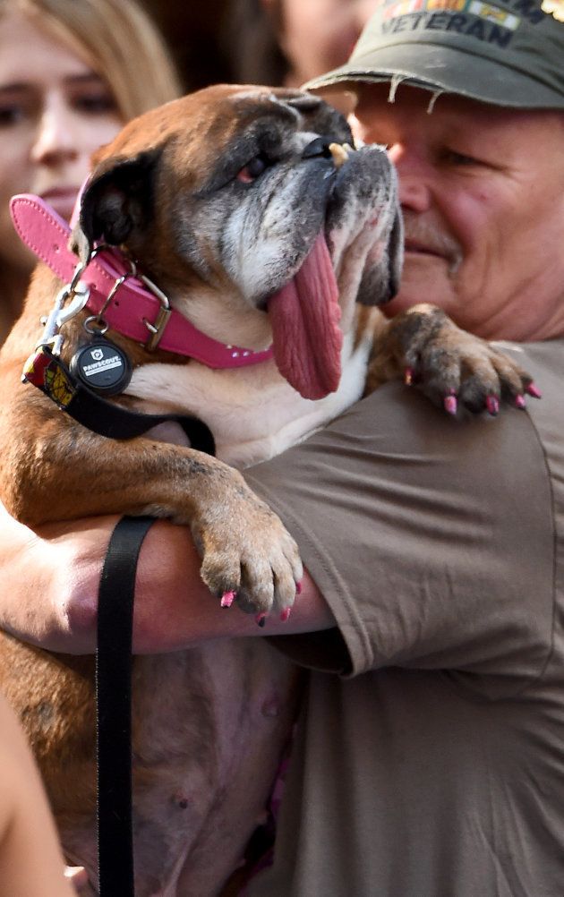 Zsa Zsa, un bulldog, élu chien le plus moche du monde en