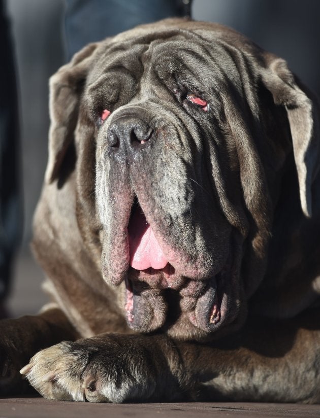 Zsa Zsa Un Bulldog élu Chien Le Plus Moche Du Monde En