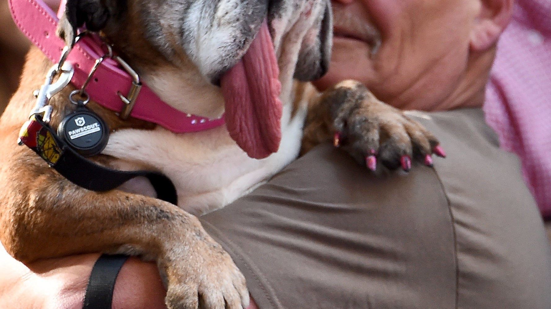 Zsa Zsa Un Bulldog Elu Chien Le Plus Moche Du Monde En 18 Le Huffpost Zsa Zsa Un Bulldog Elu Chien Le Plus Moche Du Monde En 18 Le Huffpost