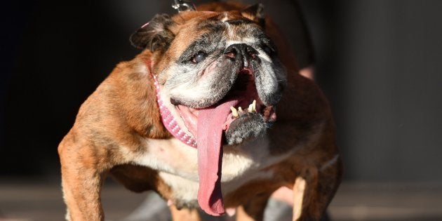 Le Chien Le Plus Laid Du Monde Zsa Zsa Est Mort Le Huffington Post Life Le Chien Le Plus Laid Du Monde Zsa Zsa Est Mort Le Huffington Post Life