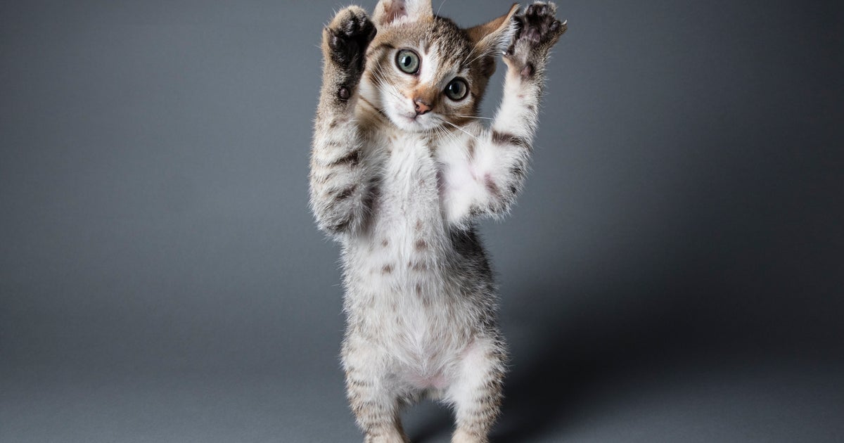 Allergie Aux Poils De Chat Deux Societes En Competition Pour Creer Des Matous Ogm Hypoallergeniques Le Huffpost Allergie Aux Poils De Chat Deux Societes En Competition Pour Creer Des Matous Ogm Hypoallergeniques Le Huffpost
