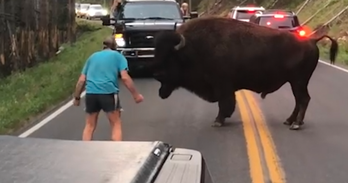 Cet homme a défié un bison du parc de Yellowstone et ça aurait pu très