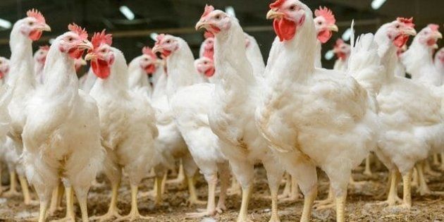 L Evolution Spectaculaire Du Poulet En 60 Ans Temoigne De Notre Impact Sur La Nature Le Huffpost