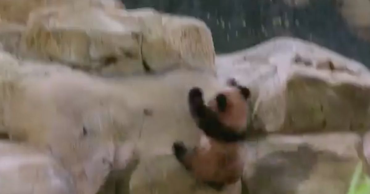 Plus De Peur Que De Mal Pour Le Bebe Panda Du Zoo De Beauval Le Huffpost