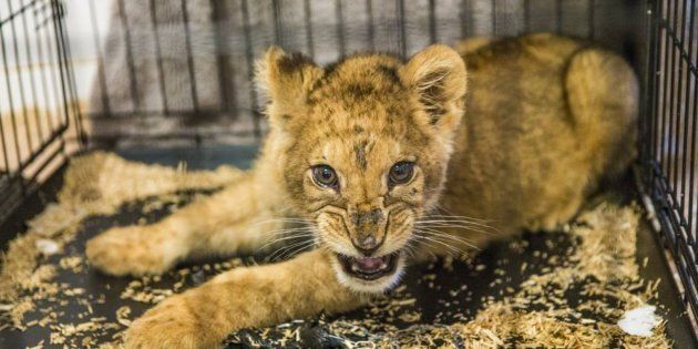 Le Lionceau Retrouve Dans Un Appartement De Seine Saint Denis Coule Des Jours Heureux En Afrique Du Sud Le Huffpost