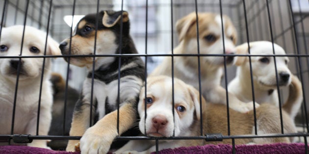 Les Chiens Et Chats Vendus En Animaleries En Californie Viendront Obligatoirement De Refuges Le Huffpost Les Chiens Et Chats Vendus En Animaleries En Californie Viendront Obligatoirement De Refuges Le Huffpost