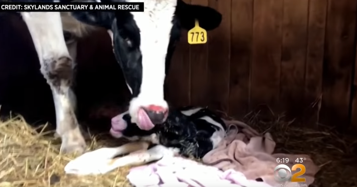 Une Vache S Echappe Sur Le Chemin De L Abattoir Et Met Bas Le Huffpost Une Vache S Echappe Sur Le Chemin De L Abattoir Et Met Bas Le Huffpost