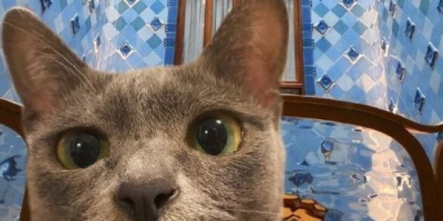 Téléchargement gratuit Images Amener Son Chat En Voyage Maomay Et Ses Maitres Sont Devenus Des le plus cool salutations