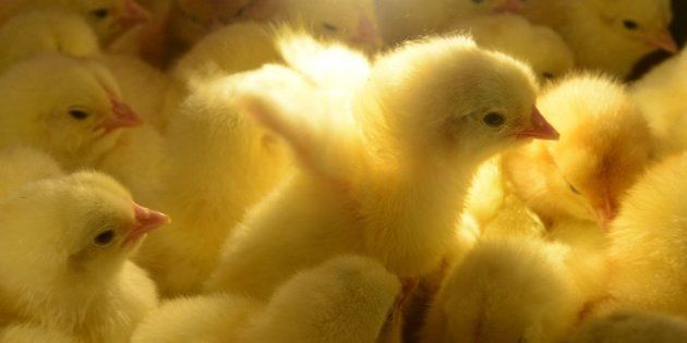 Plus De 30000 Poussins Meurent Dans Lincendie De Leur Poulailler