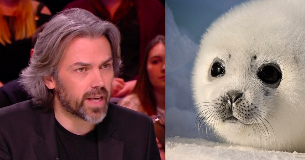 Aymeric Caron Denonce La Chasse Aux Bebes Phoques Au Canada Sauf Que Le Huffpost