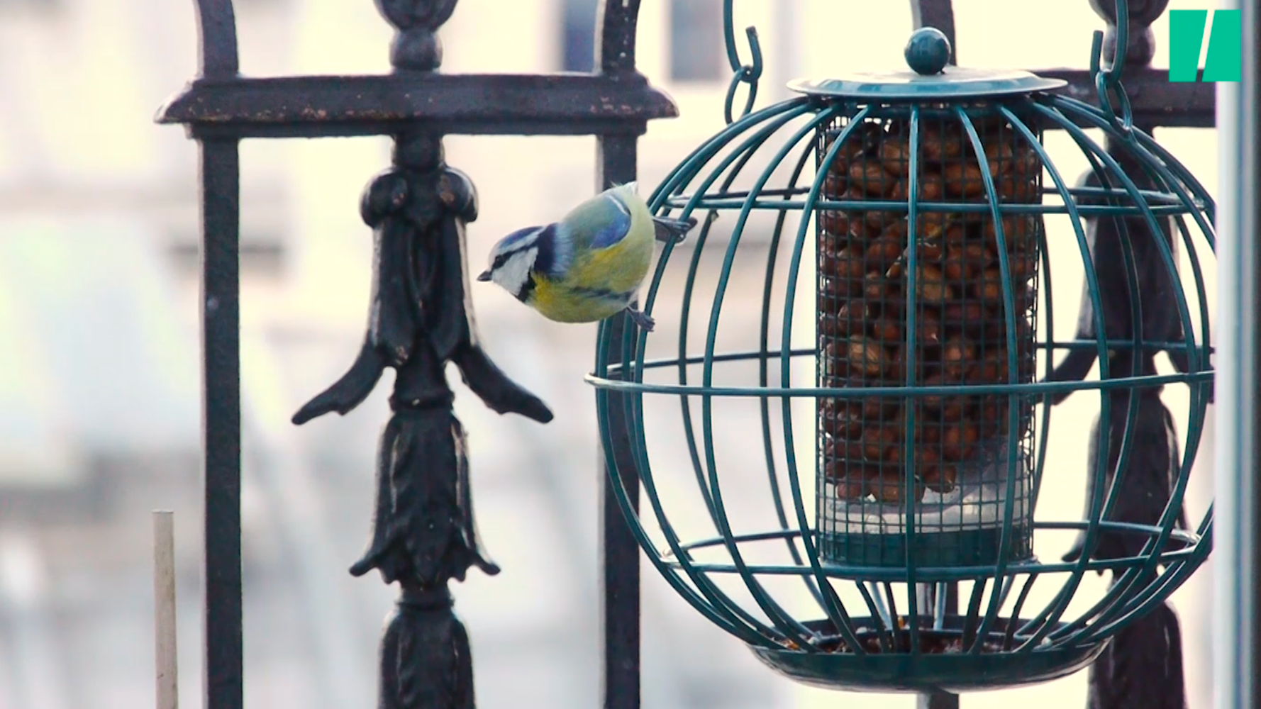 Comment Aider Les Oiseaux Des Villes Sans Etre Envahi De Pigeons Le Huffington Post Life Comment Aider Les Oiseaux Des Villes Sans Etre Envahi De Pigeons Le Huffington Post Life