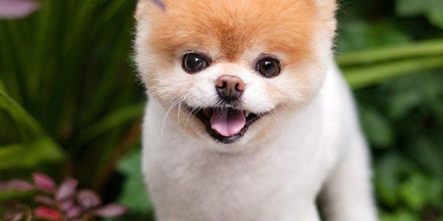 Boo, le chien le plus mignon du monde, est