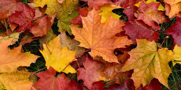 Pourquoi Les Feuilles D Automne Sont Rouges Orange Ou Jaunes Le Huffington Post Life