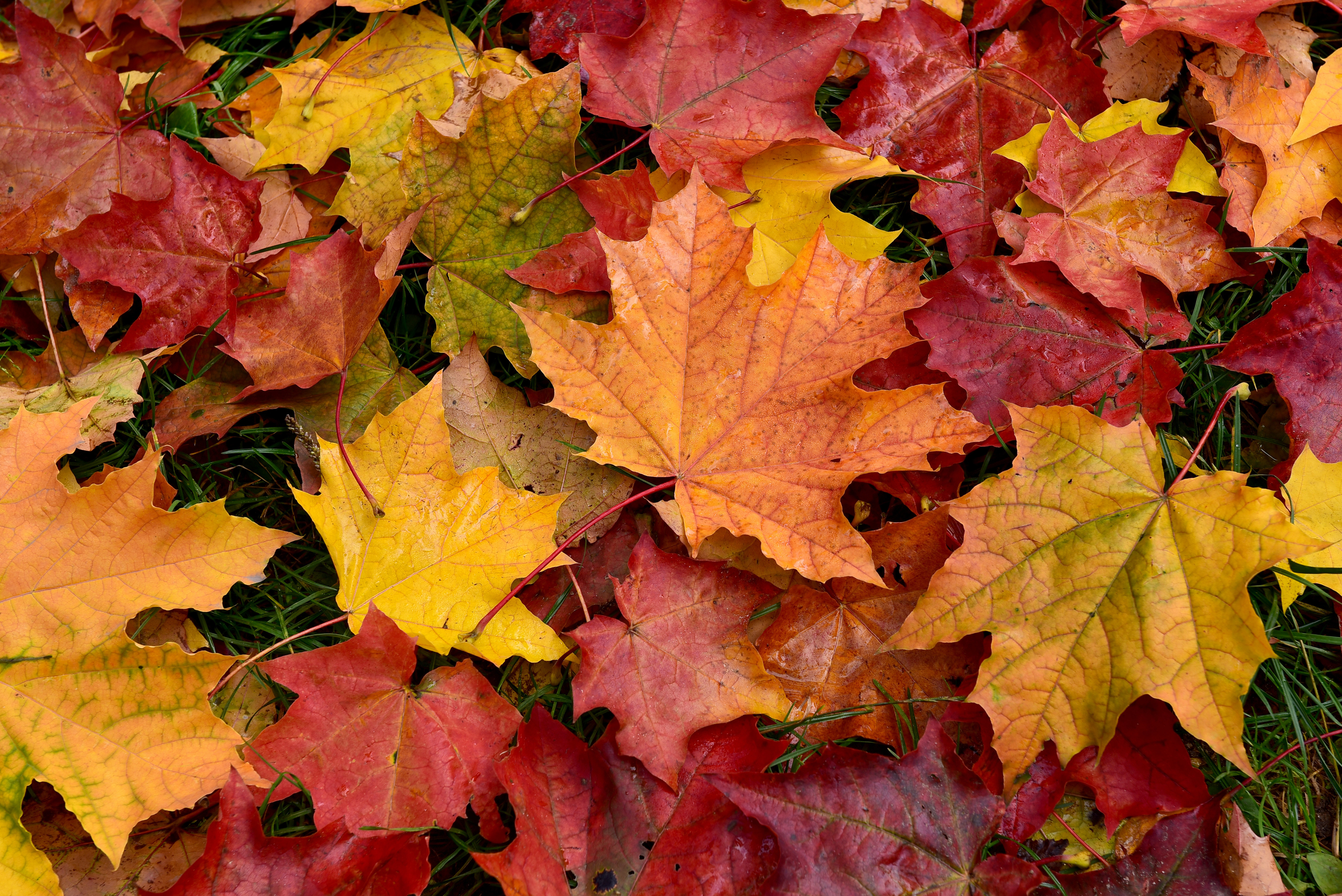 Pourquoi Les Feuilles D'automne Sont Rouges, Orange Ou Jaunes | Le ...