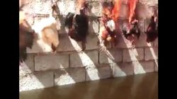 Un artiste expose une vidéo de poulets brûlés vifs et scandalise les défenseurs des