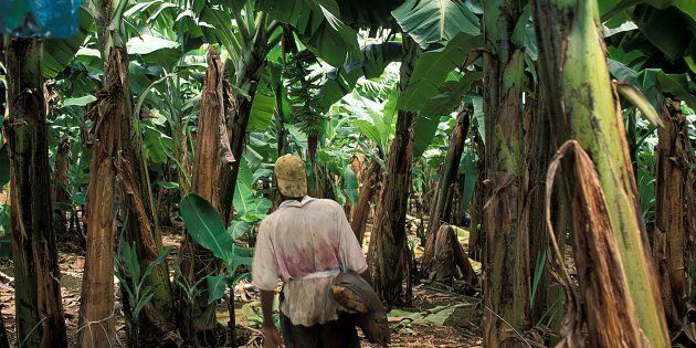 En Martinique, un agriculteur dans une plantation de bananes, produit traité pendant plusieurs années...