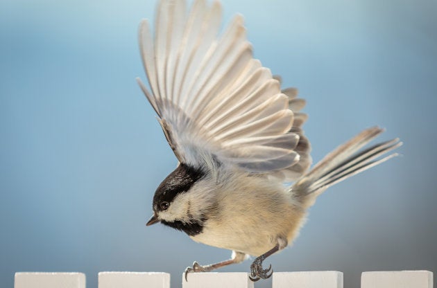 Ces Animaux Qui Ne Pètent Pas Le Huffington Post Life