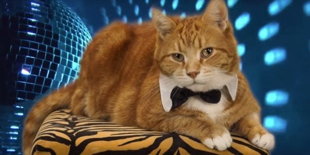 Keyboard Cat Bento Le Chat Star De L Internet Est Mort Le Huffpost