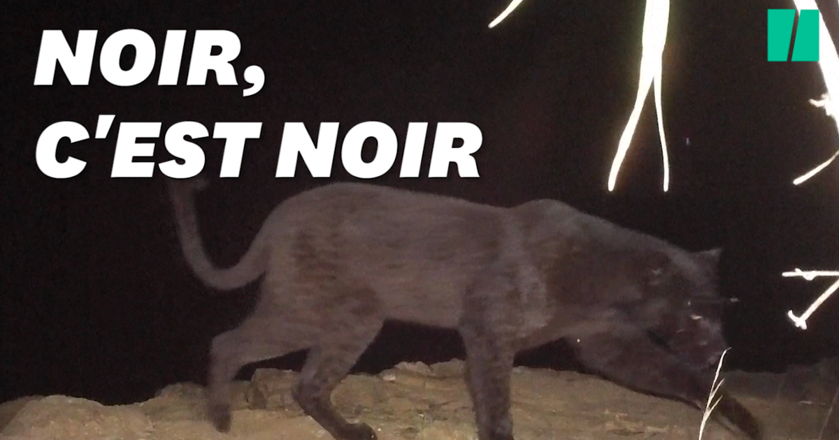 La Panthère Noire Navait Jamais été Vue Daussi Près