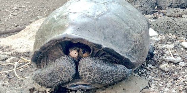 Une Tortue Geante Que L On Pensait Disparue Decouverte Aux Galapagos Le Huffpost