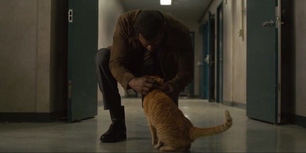 Dans Captain Marvel Le Chat Goose N Est Pas Aussi Mignon Que Prevu Spoilers Le Huffpost