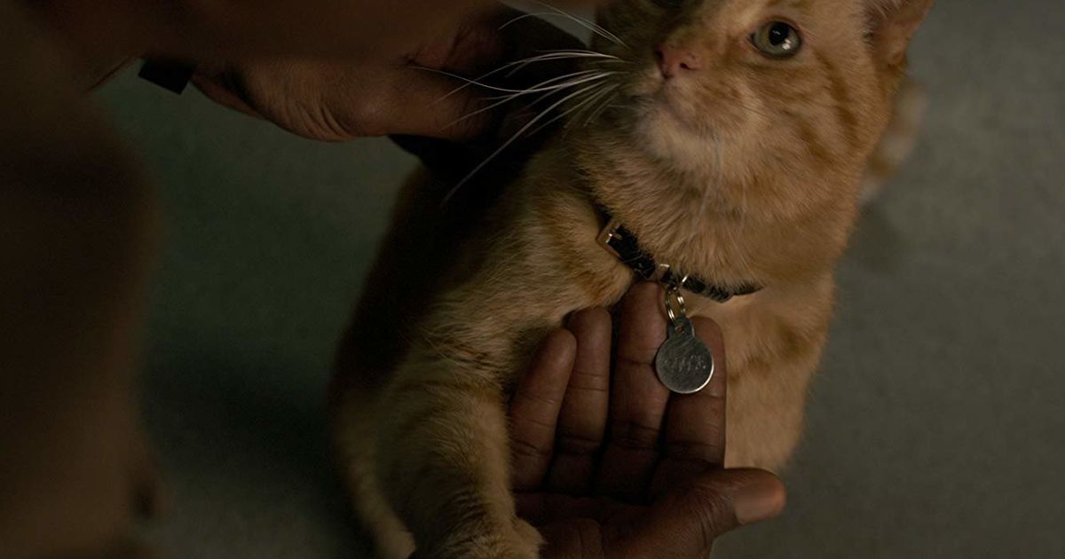 Dans Captain Marvel Le Chat Goose N Est Pas Aussi Mignon Que Prevu Spoilers Le Huffpost