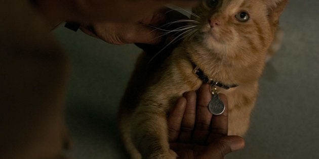 Dans Captain Marvel Le Chat Goose Nest Pas Aussi Mignon