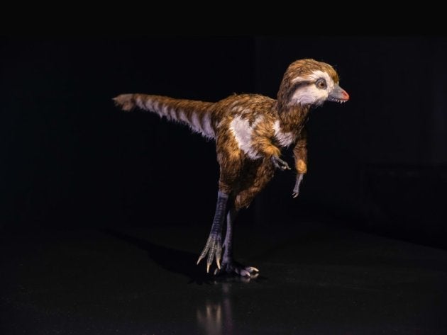 Voila A Quoi Ressemblait Un Bebe T Rex Le Huffpost Voila A Quoi Ressemblait Un Bebe T Rex Le Huffpost