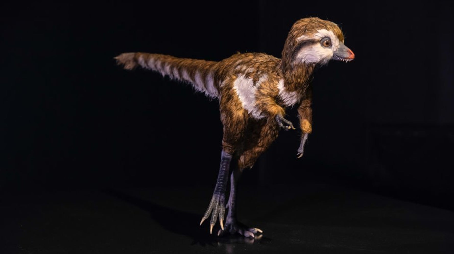 Voila A Quoi Ressemblait Un Bebe T Rex Le Huffpost