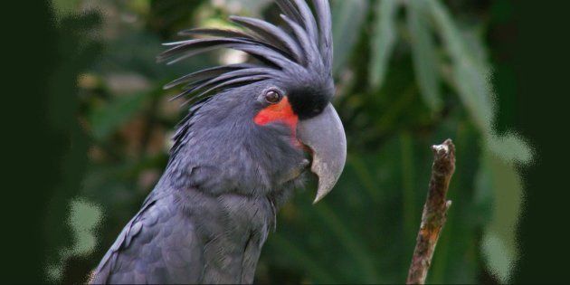 Cet Oiseau Est Le Seul Animal à Utiliser Un Instrument De