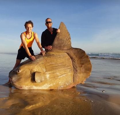 超巨大なマンボウがオーストラリアの国立公園で発見される ハフポスト