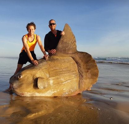 発見された巨大マンボウ National Parks South Australia公式Facebookより