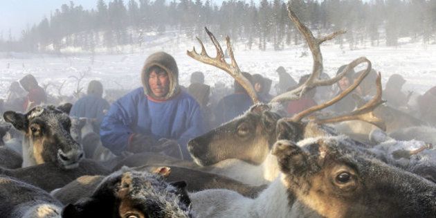 Une épidémie d'anthrax en Sibérie tue 1500 rennes avec la fonte du