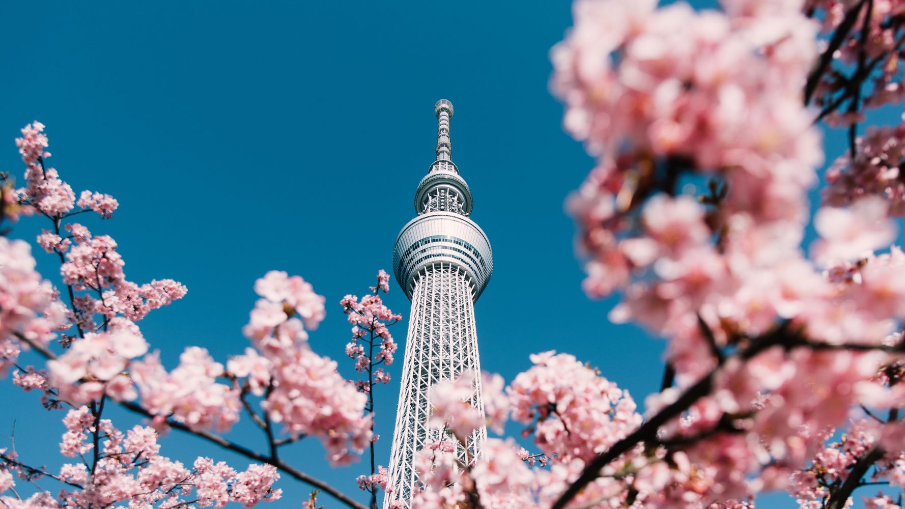 東京都内で桜が開花 都内で花の名所 いまの桜の状況は ハフポスト