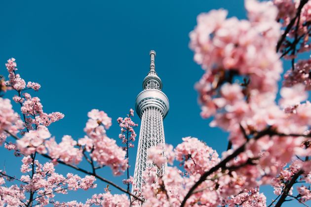 東京都内で桜が開花 都内で花の名所 いまの桜の状況は ハフポスト