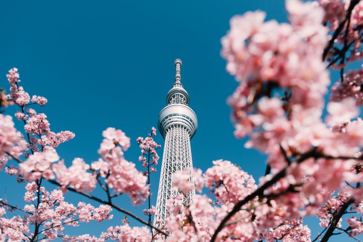 東京都内で桜が開花！都内で花の名所、いまの桜の状況は