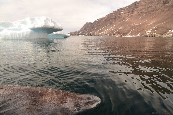 Le requin du Groenland est l'animal vertébré le plus vieux du