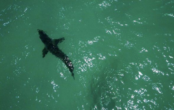 Cette kitesurfeuse française nous raconte sa rencontre avec un requin