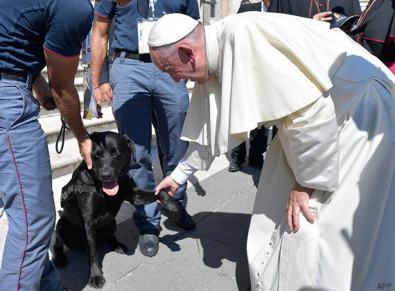 Ce chien a passé neuf jours sous les décombres après le séisme en 