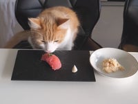 Ce Chef Cuisine Des Sushis Pour Ses Chats Avec Amour Le Huffpost