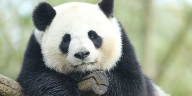 Le Zoo De Beauval Va Accueillir Un Bebe Panda Une Premiere En France Le Huffpost