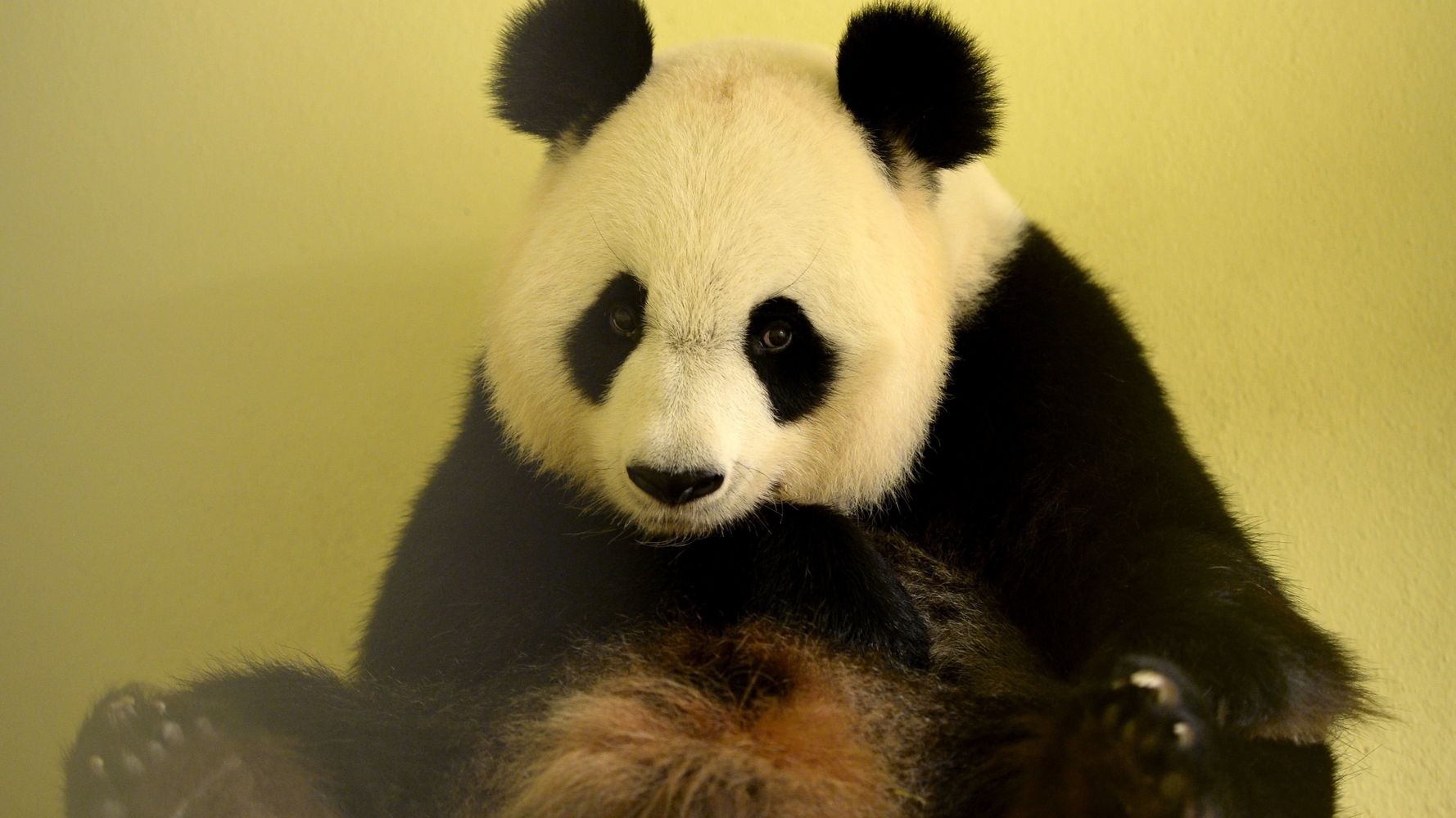 Zoo De Beauval Pourquoi Se Rejouit On De La Naissance De Pandas En Captivite Alors Qu On Y Interdit La Reproduction Des Dauphins Le Huffington Post Life