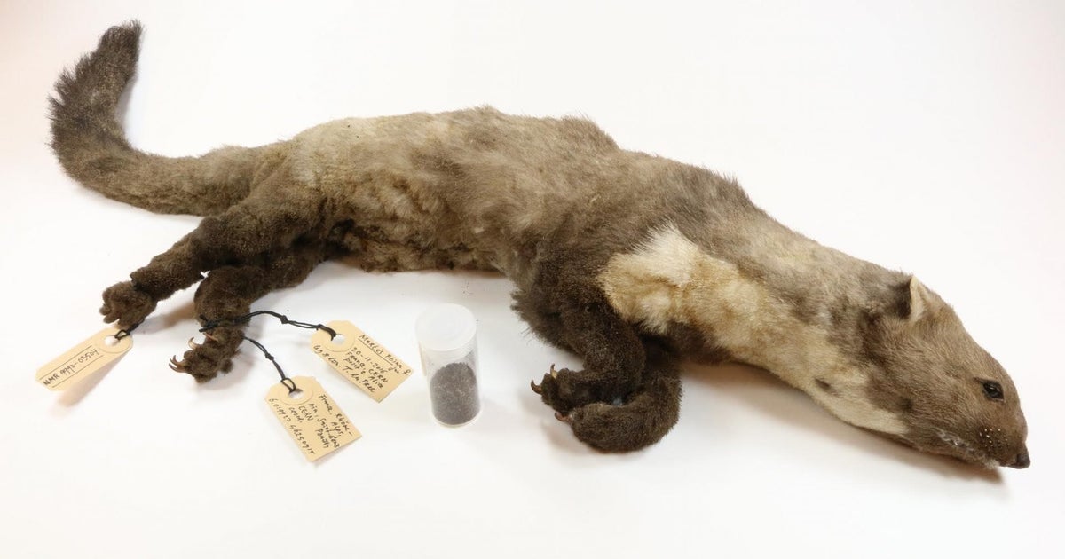 Pourquoi Cette Fouine Est La Star D Une Exposition D Animaux Morts Avec Une Histoire Le Huffpost Pourquoi Cette Fouine Est La Star D Une Exposition D Animaux Morts Avec Une Histoire Le Huffpost