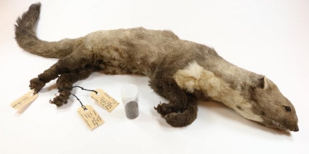 Pourquoi Cette Fouine Est La Star D Une Exposition D Animaux Morts Avec Une Histoire Le Huffpost Pourquoi Cette Fouine Est La Star D Une Exposition D Animaux Morts Avec Une Histoire Le Huffpost